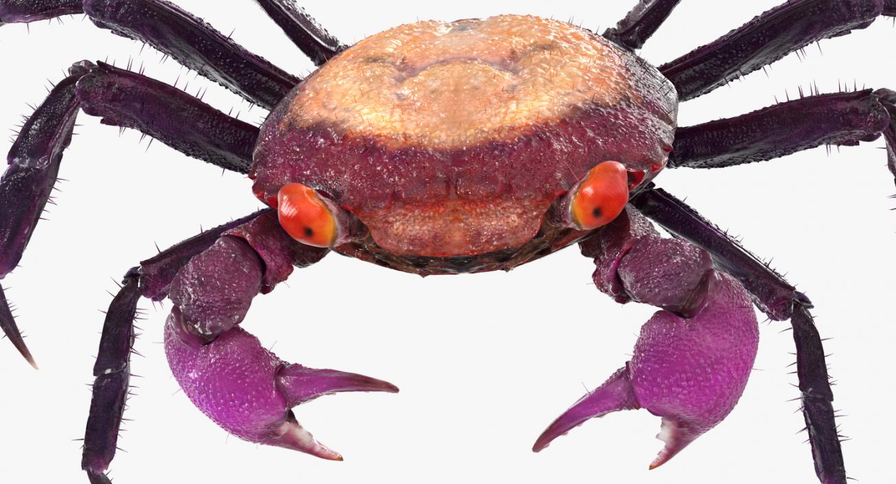 Vampire Crab  Geosesarma Dennerle with Fur 3D