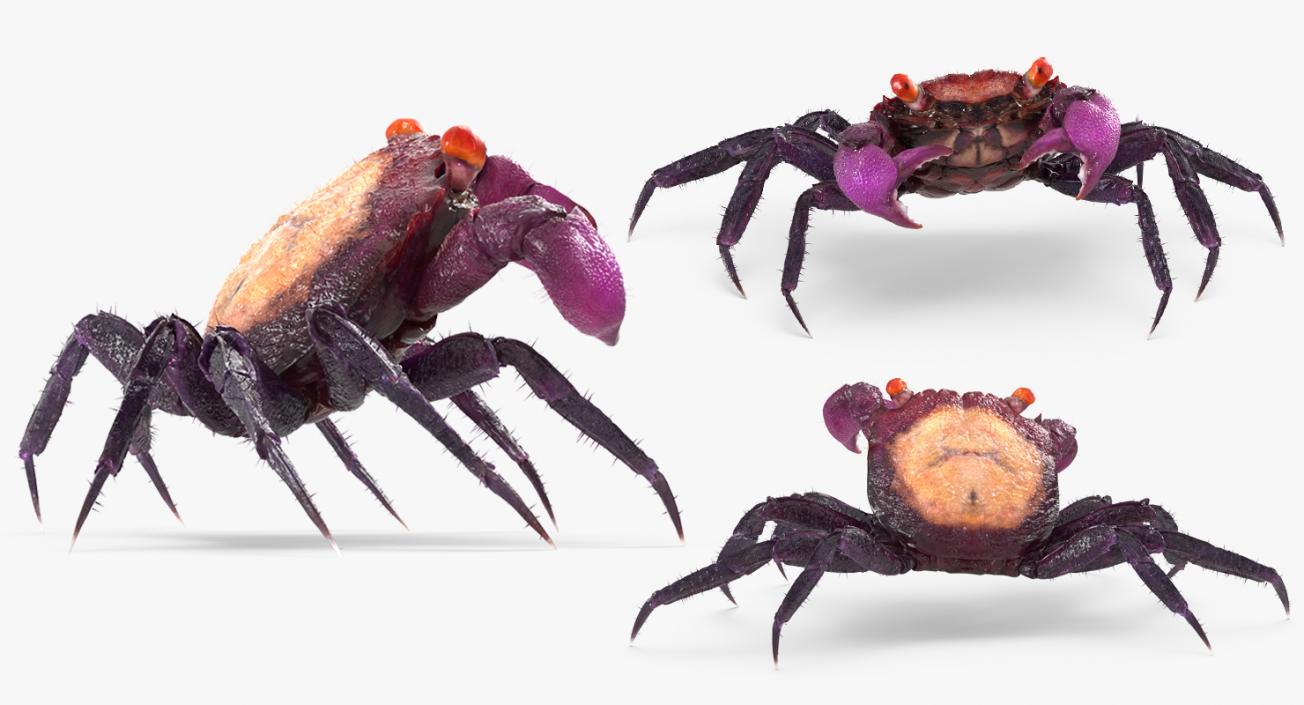 Vampire Crab  Geosesarma Dennerle with Fur 3D