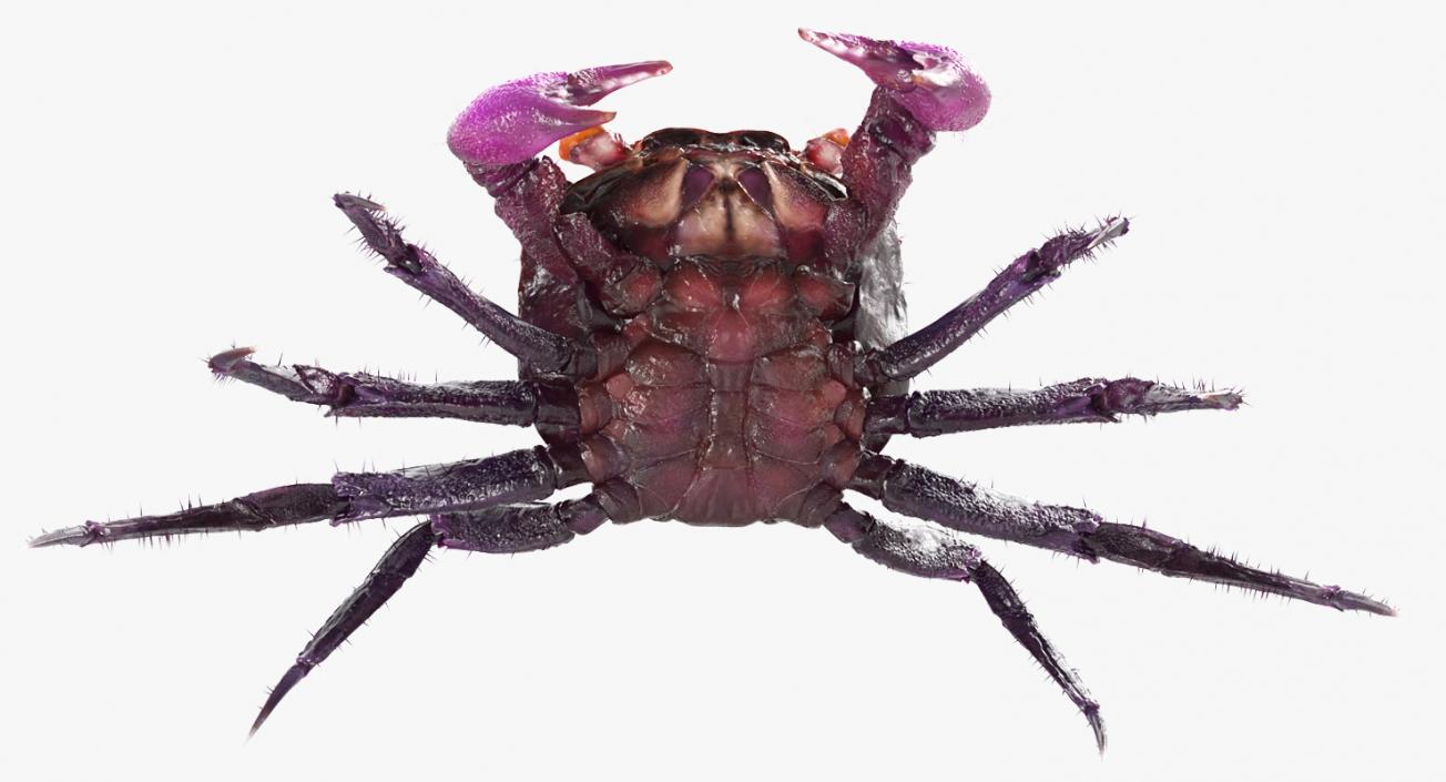 Vampire Crab  Geosesarma Dennerle with Fur 3D