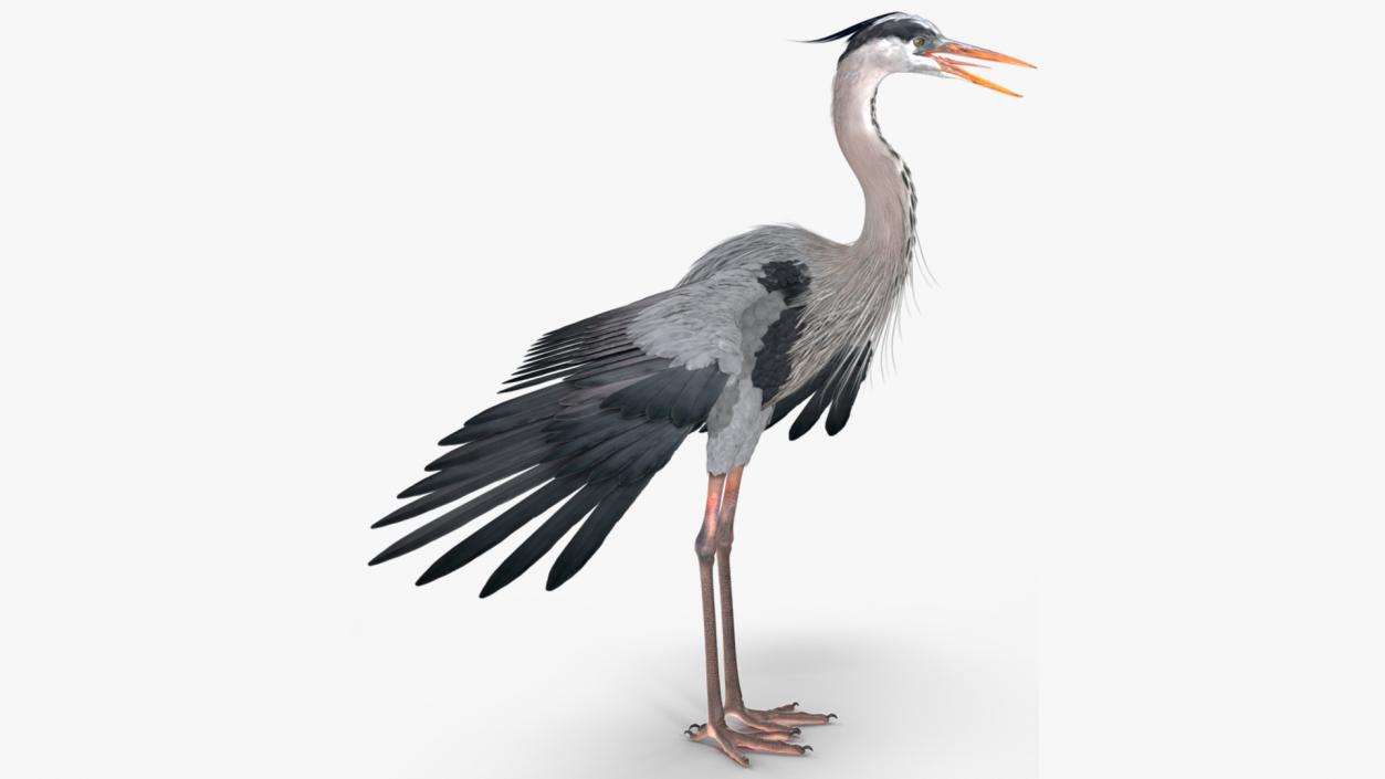 3D Grey Heron Rigged for Maya