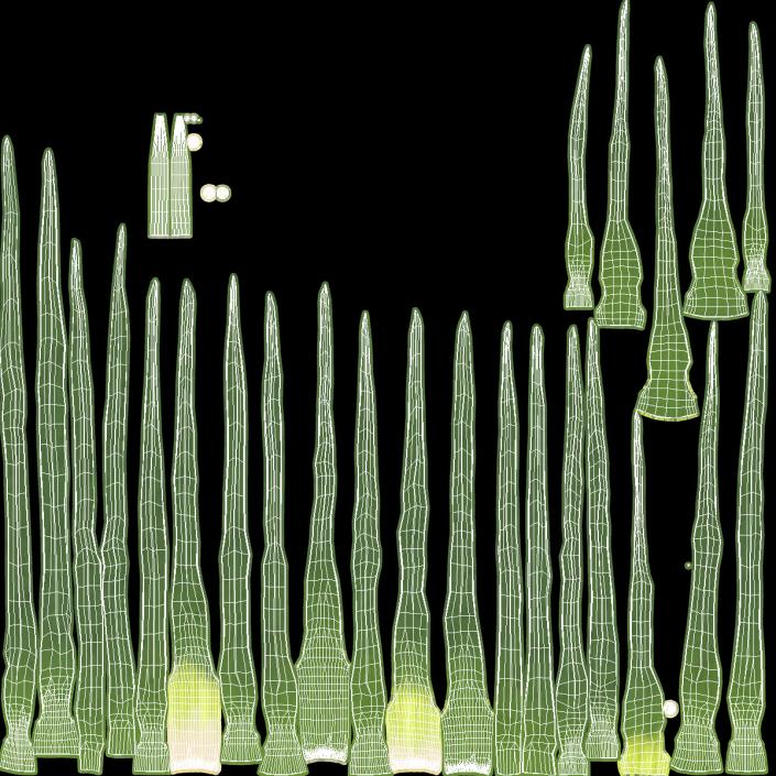 3D model Fresh Allium Porrum Leeks