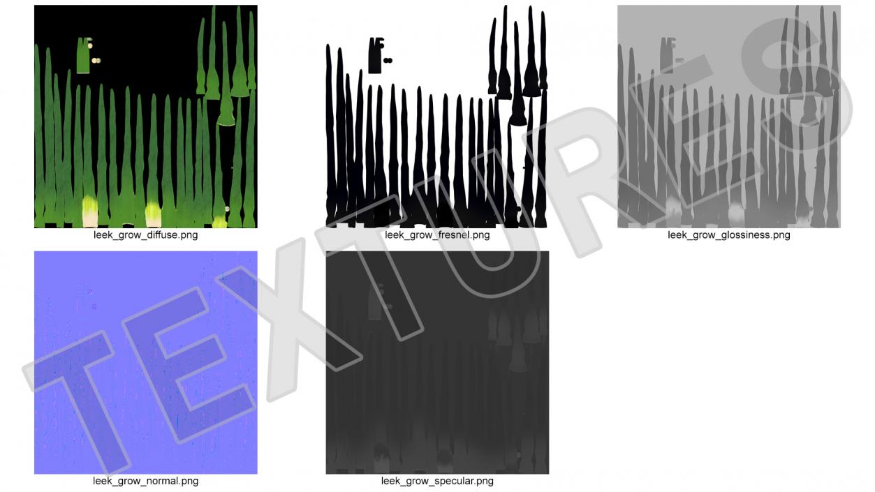 3D model Fresh Allium Porrum Leeks