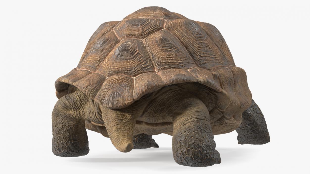 3D model Walk Pose Dirty Giant Tortoise