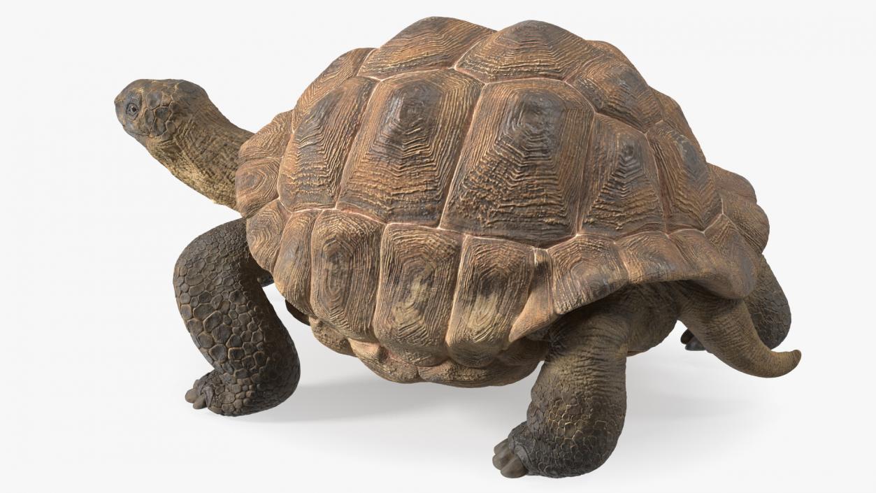 3D model Walk Pose Dirty Giant Tortoise