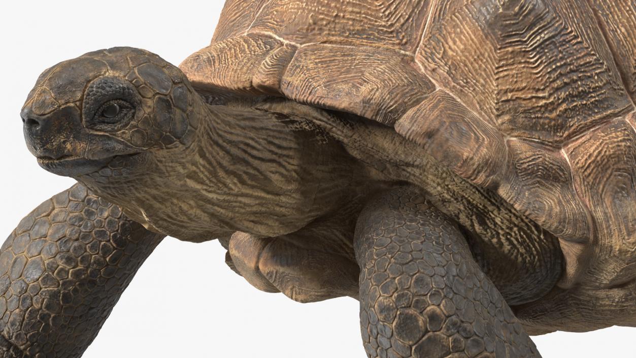 3D model Walk Pose Dirty Giant Tortoise