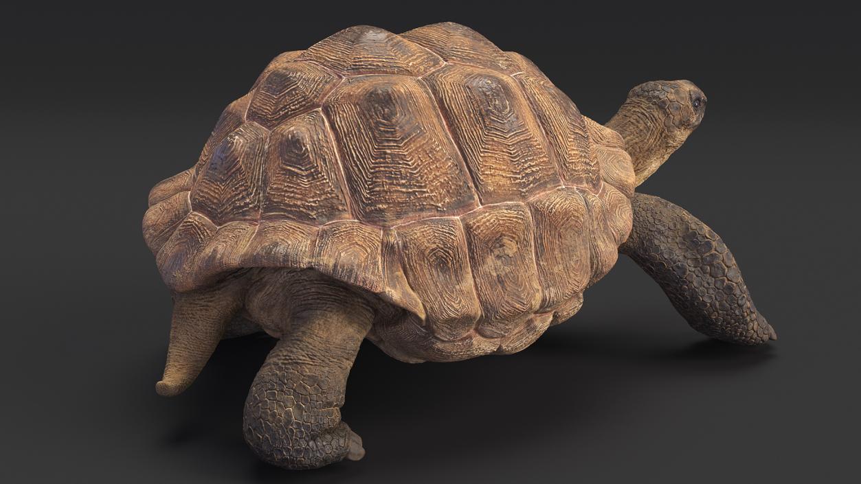 3D model Walk Pose Dirty Giant Tortoise