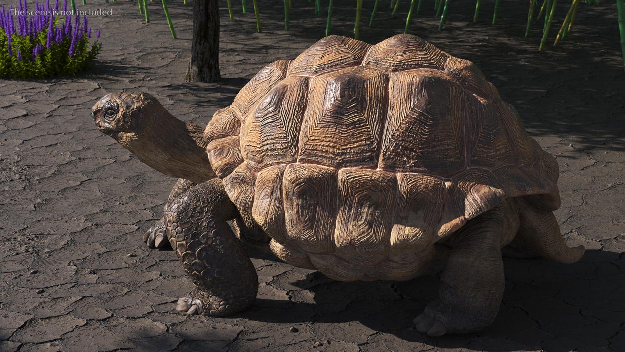 3D model Walk Pose Dirty Giant Tortoise