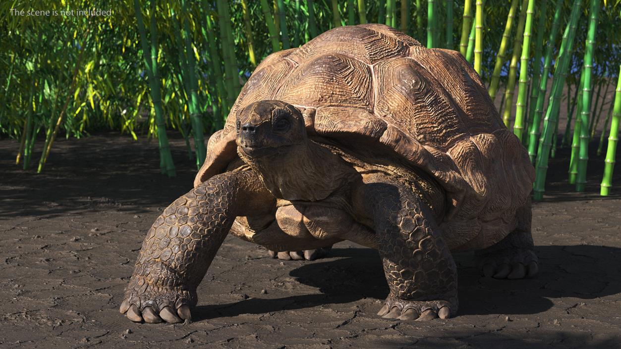 3D model Walk Pose Dirty Giant Tortoise