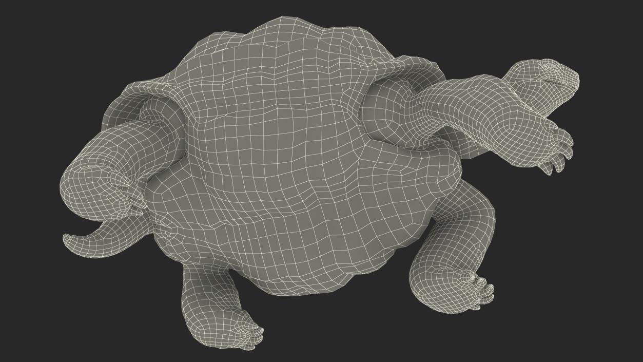 3D model Walk Pose Dirty Giant Tortoise