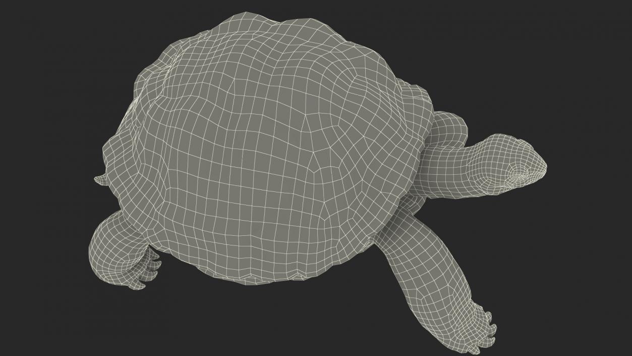 3D model Walk Pose Dirty Giant Tortoise