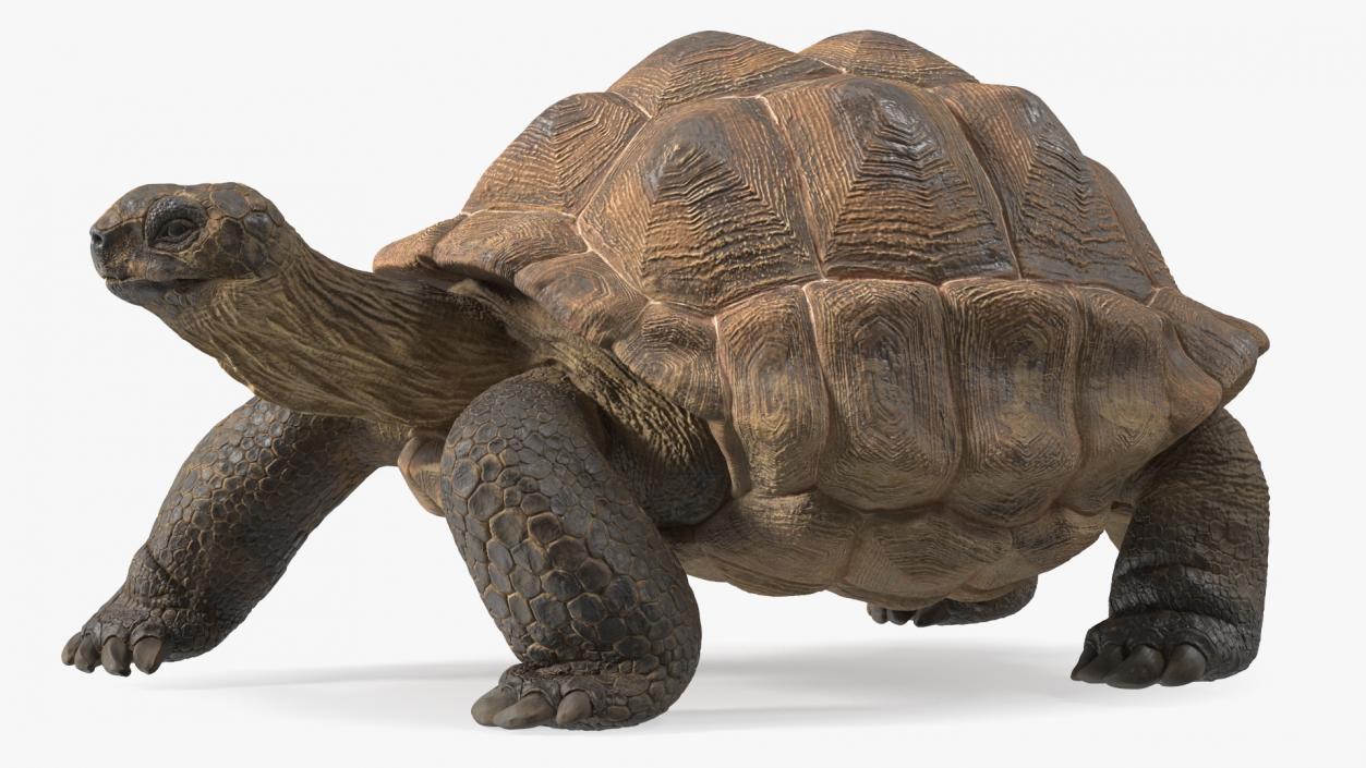 3D model Walk Pose Dirty Giant Tortoise