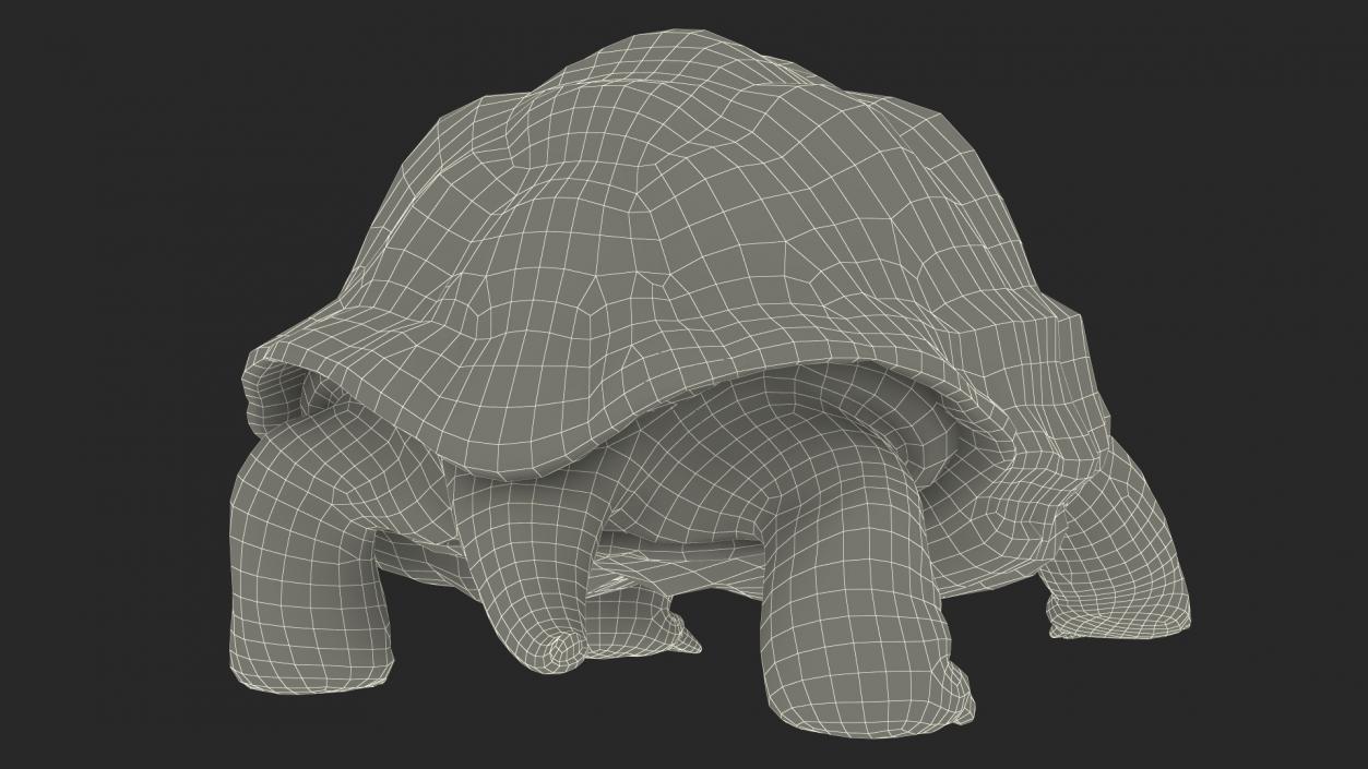 3D model Walk Pose Dirty Giant Tortoise