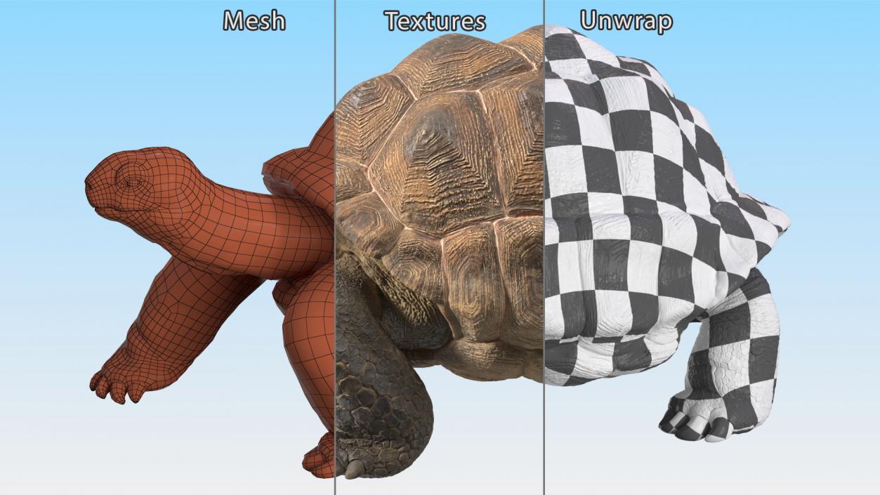 3D model Walk Pose Dirty Giant Tortoise