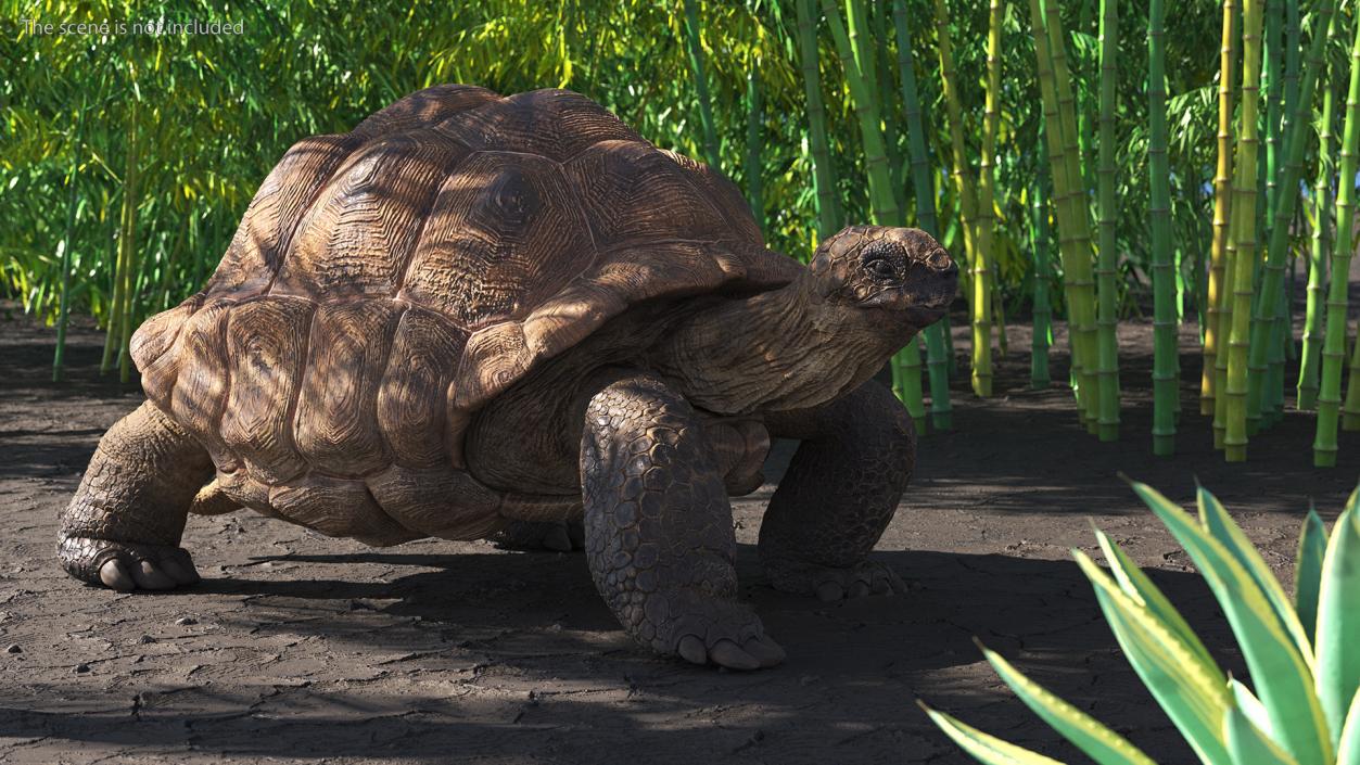 3D model Walk Pose Dirty Giant Tortoise