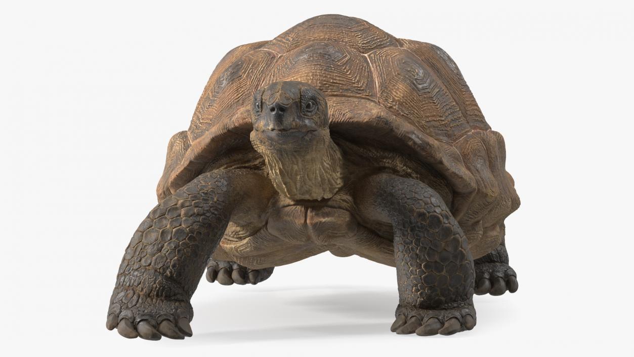 3D model Walk Pose Dirty Giant Tortoise