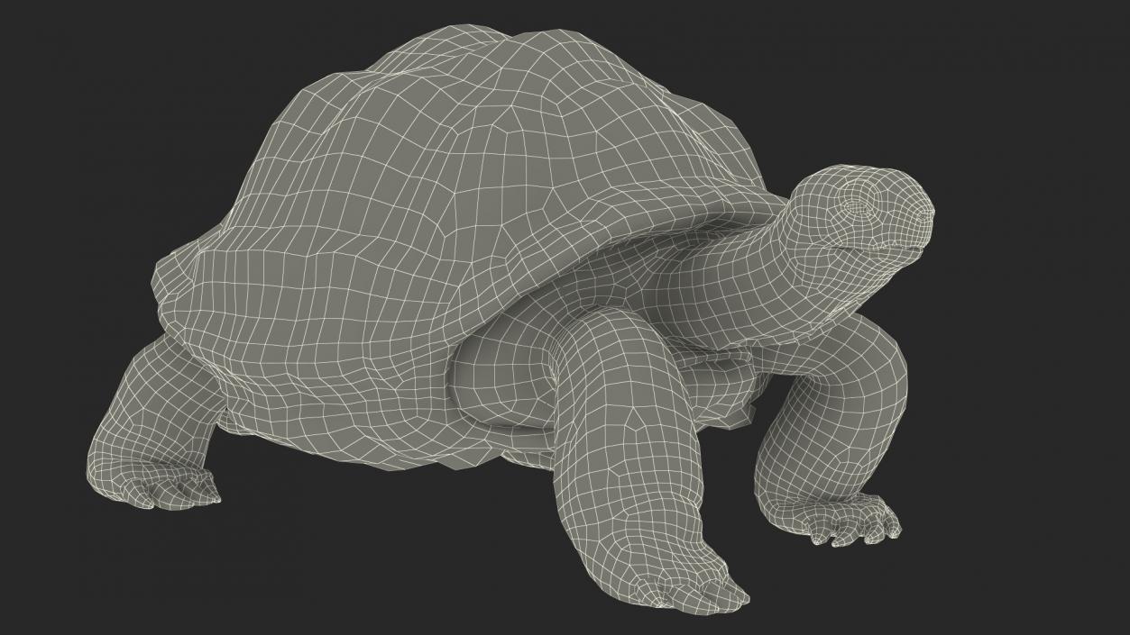 3D model Walk Pose Dirty Giant Tortoise