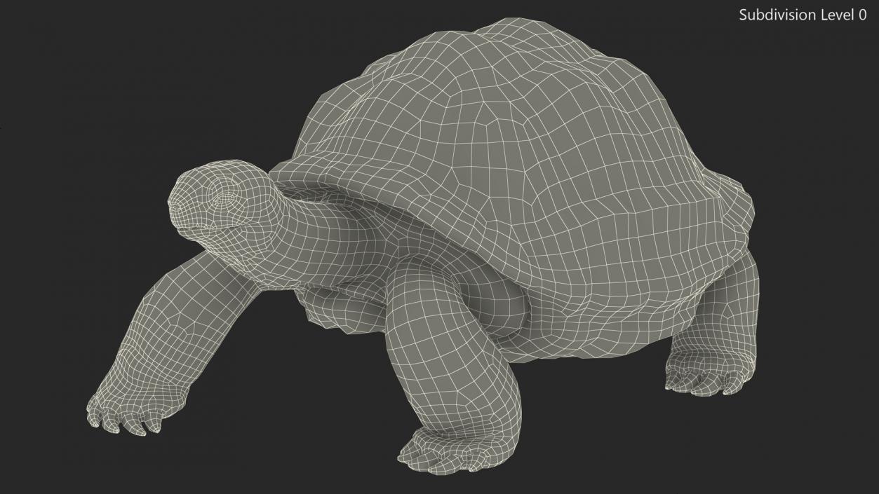 3D model Walk Pose Dirty Giant Tortoise