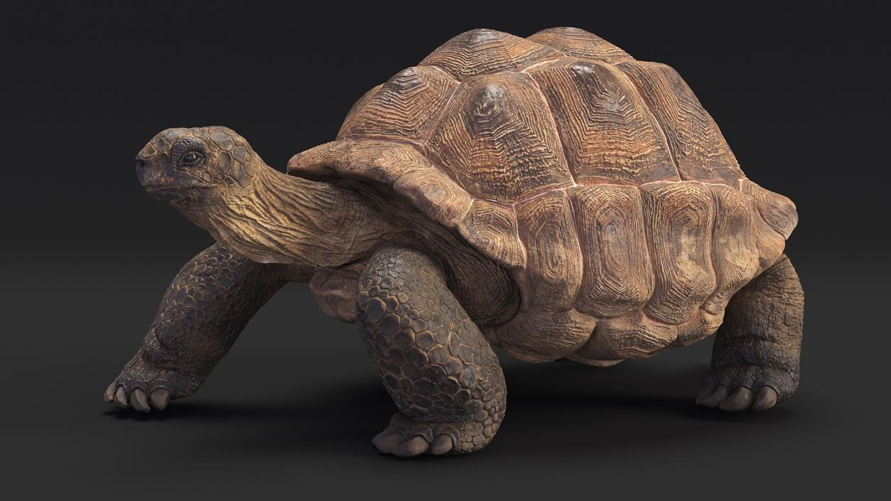 3D model Walk Pose Dirty Giant Tortoise