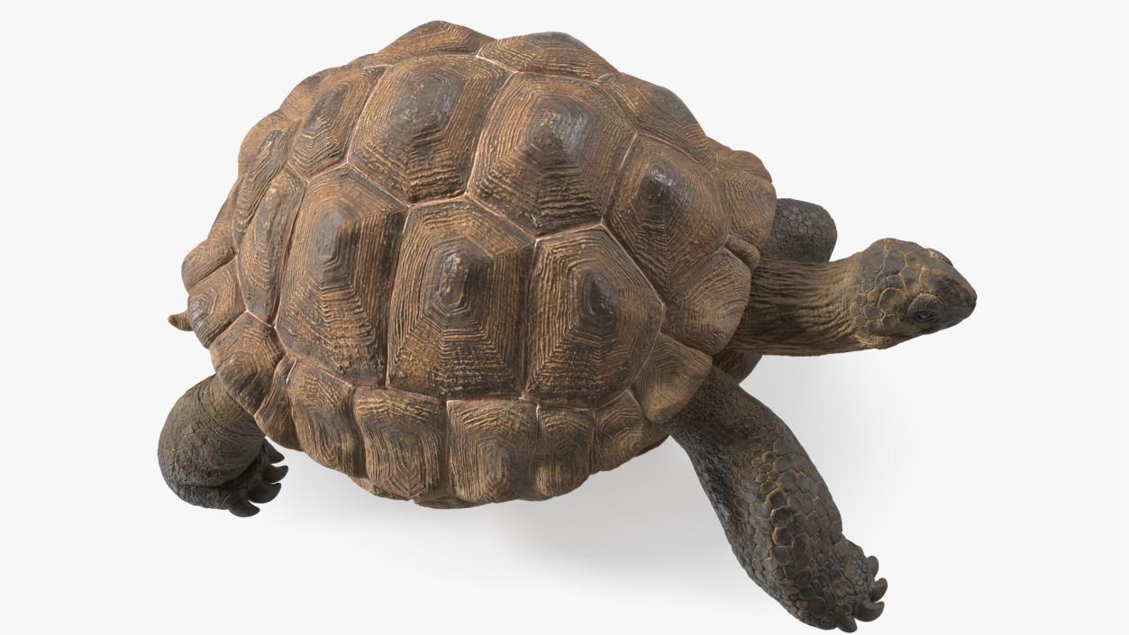 3D model Walk Pose Dirty Giant Tortoise