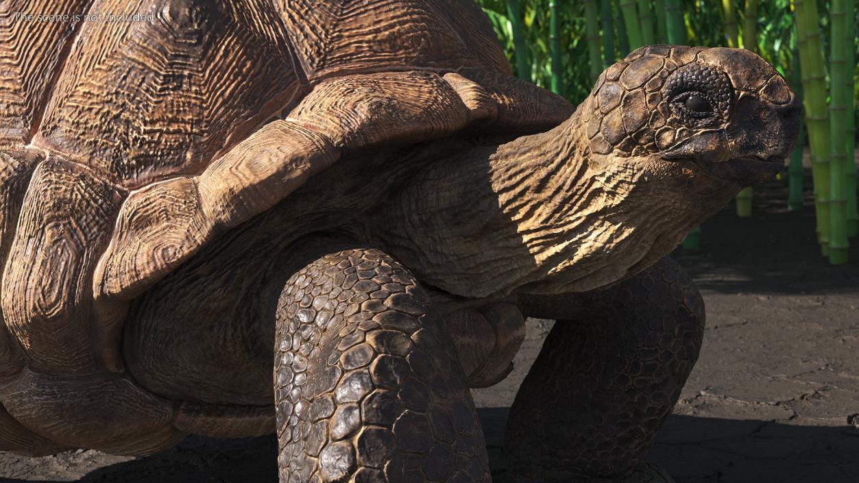 3D model Walk Pose Dirty Giant Tortoise