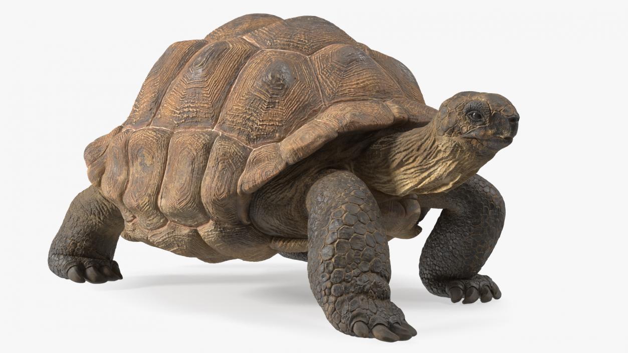 3D model Walk Pose Dirty Giant Tortoise