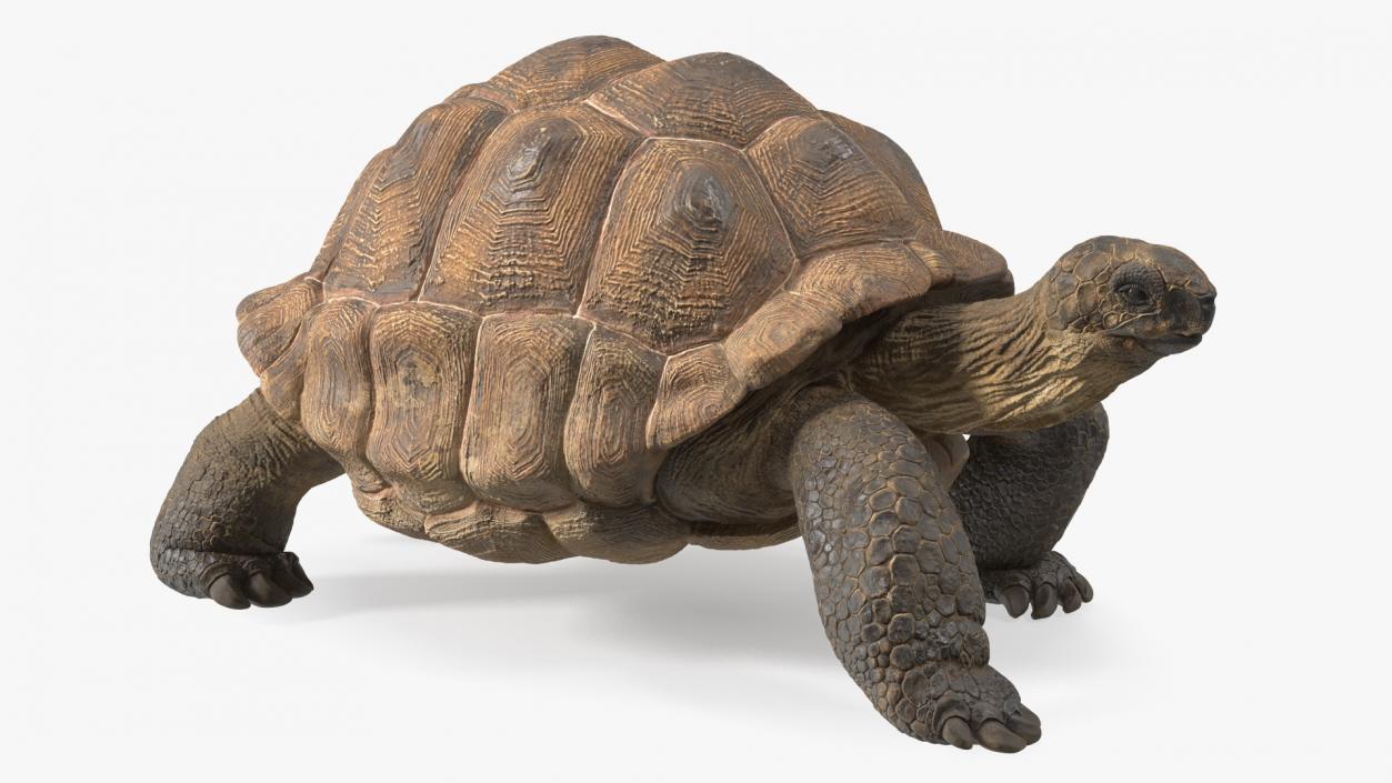 3D model Walk Pose Dirty Giant Tortoise