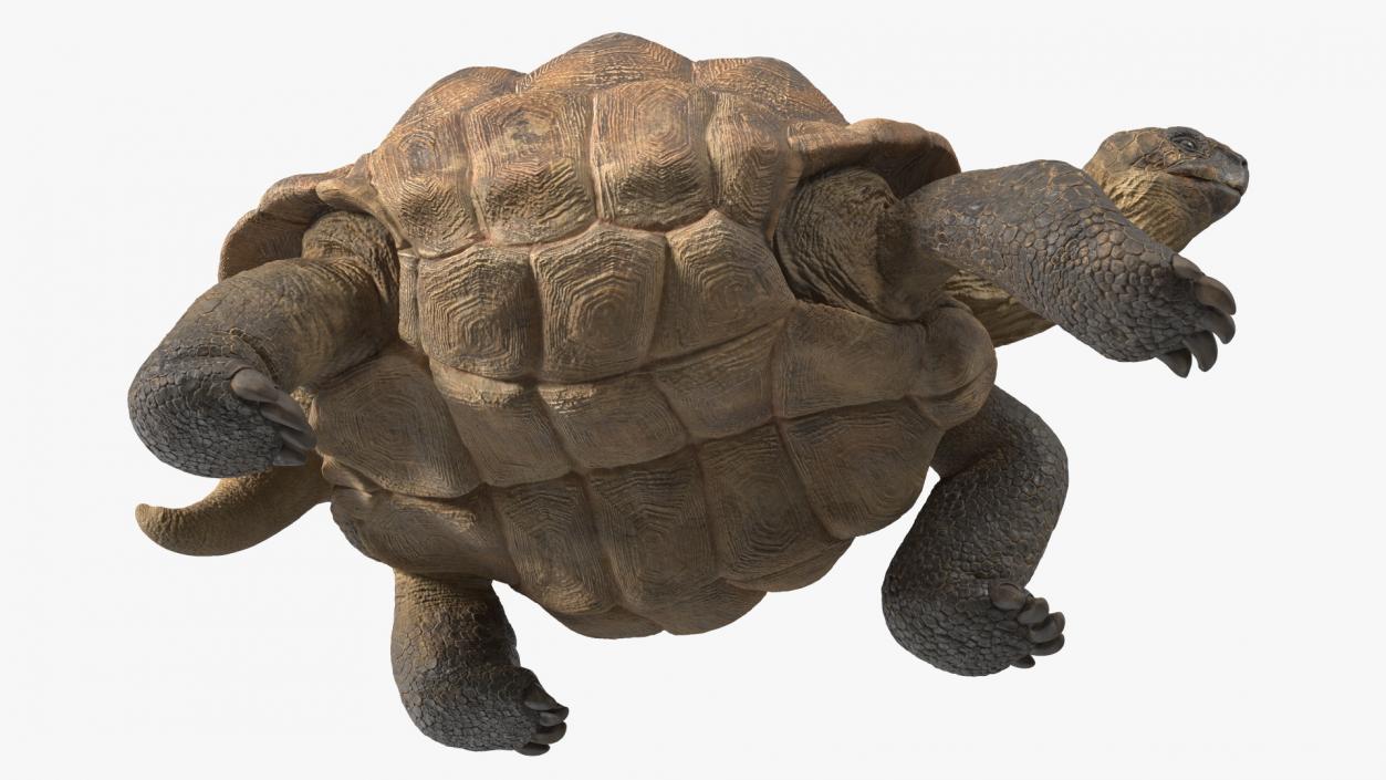 3D model Walk Pose Dirty Giant Tortoise