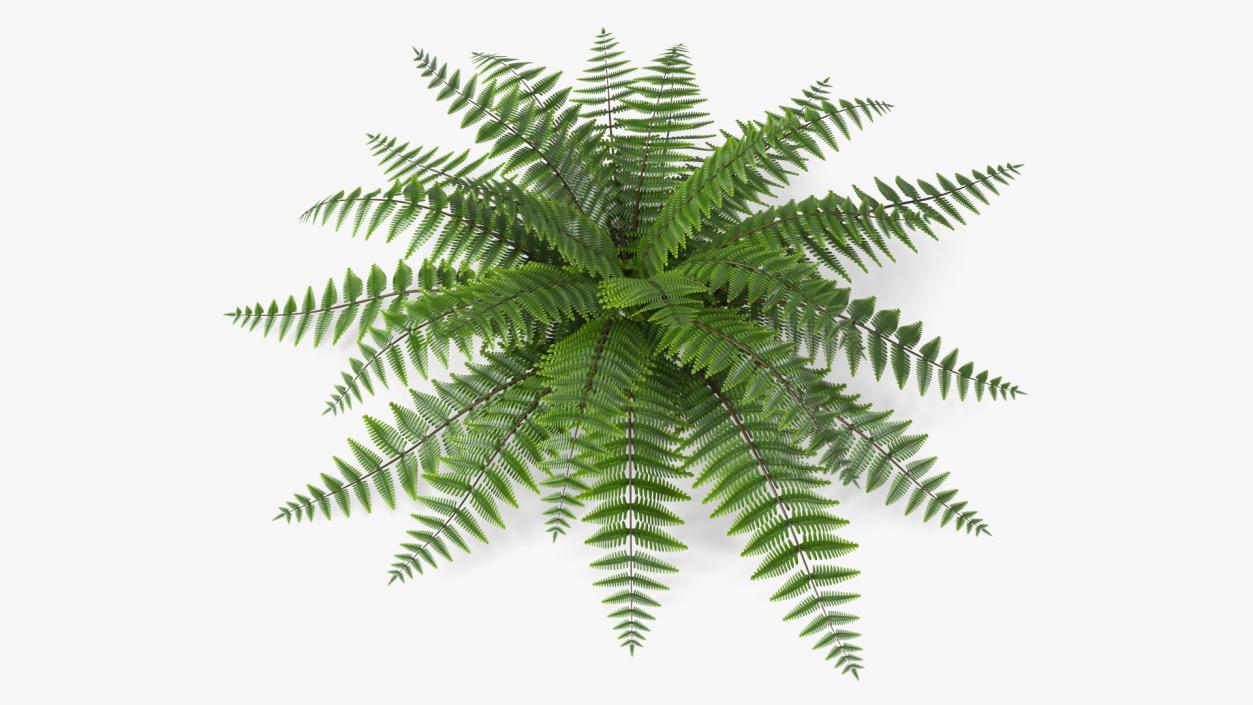 3D model Realistic Fern Plant