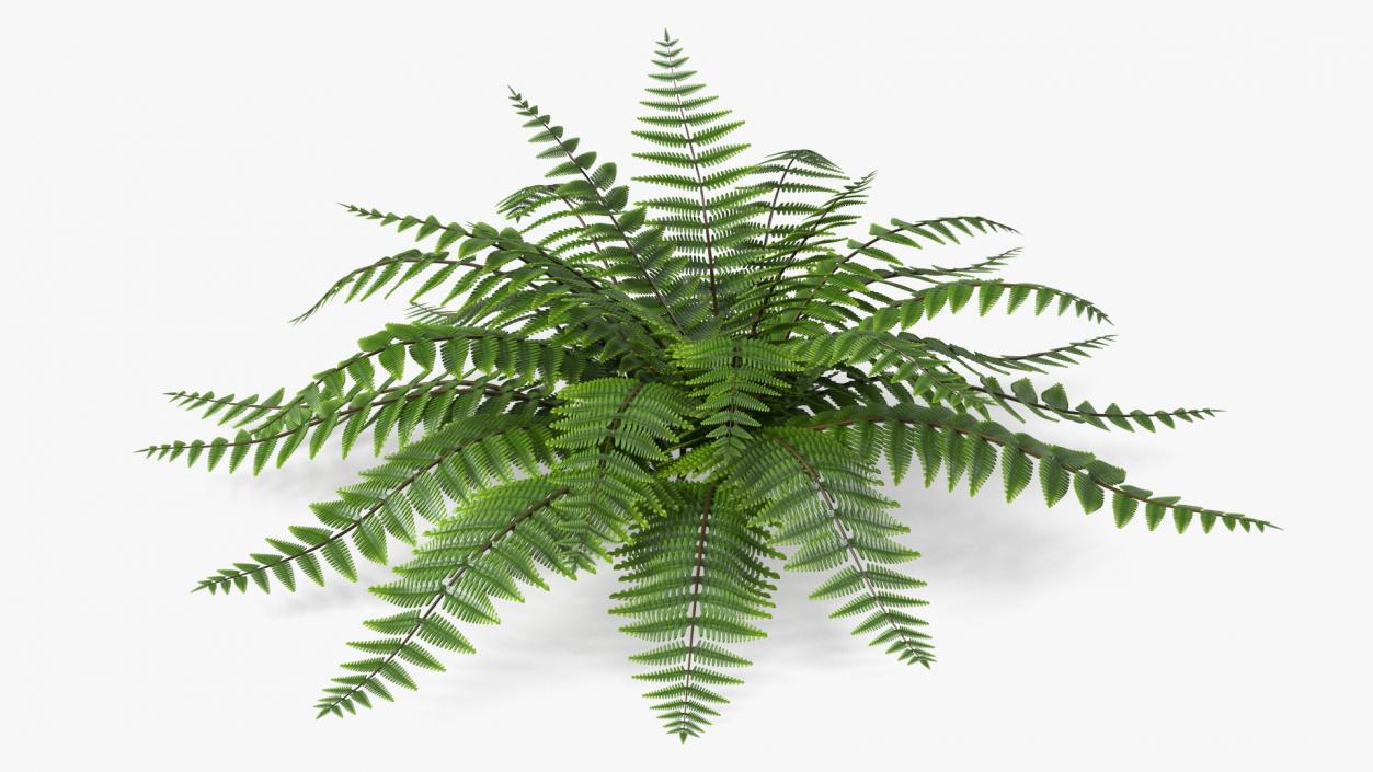 3D model Realistic Fern Plant