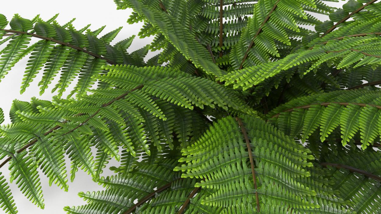 3D model Realistic Fern Plant