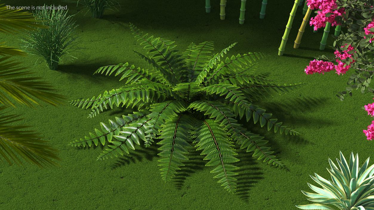 3D model Realistic Fern Plant