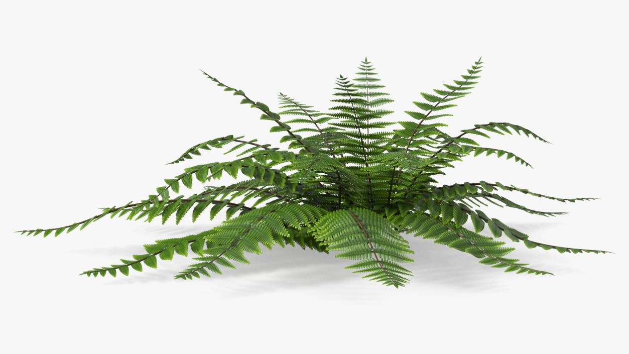 3D model Realistic Fern Plant