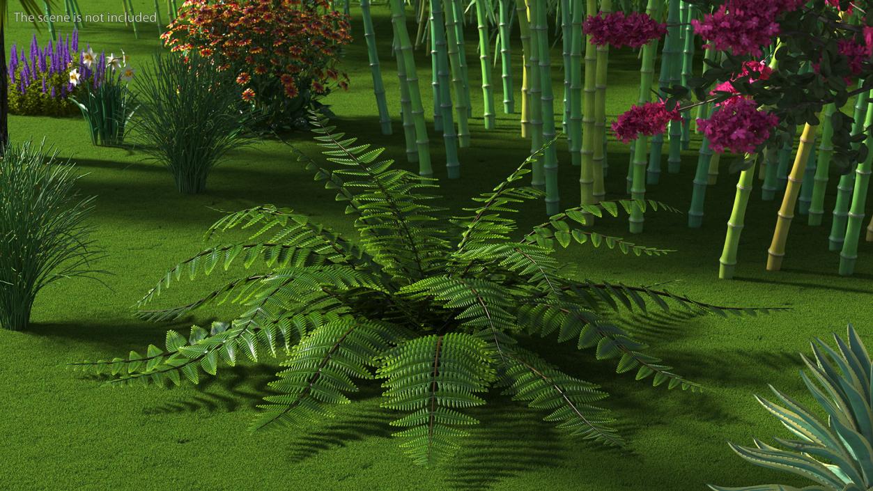 3D model Realistic Fern Plant