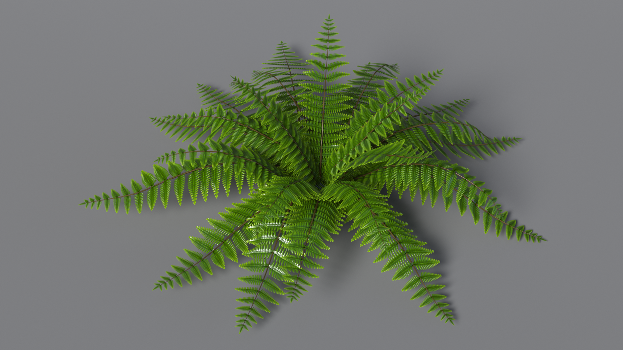 3D model Realistic Fern Plant