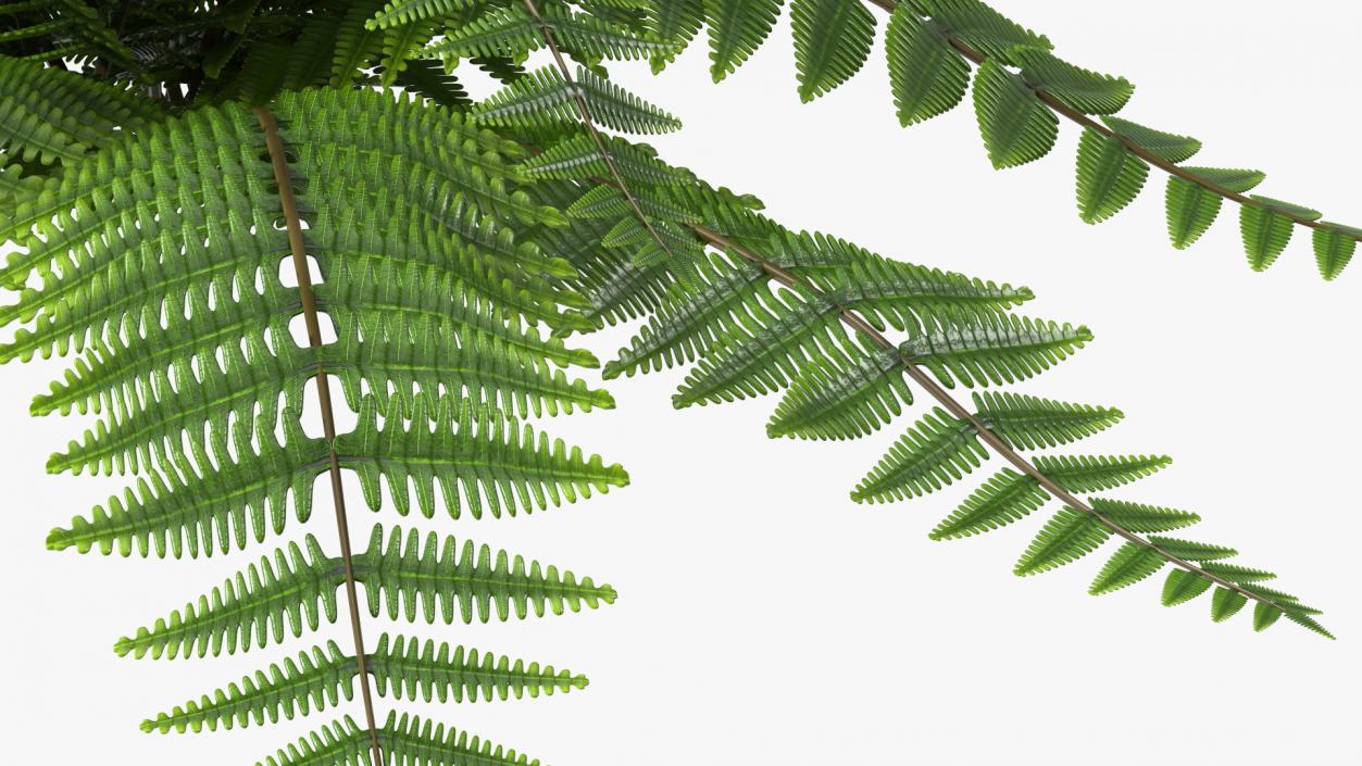 3D model Realistic Fern Plant