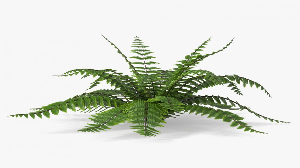 3D model Realistic Fern Plant