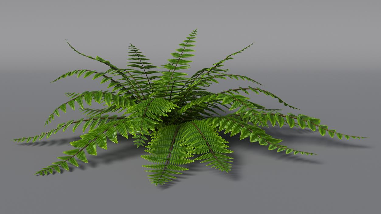 3D model Realistic Fern Plant