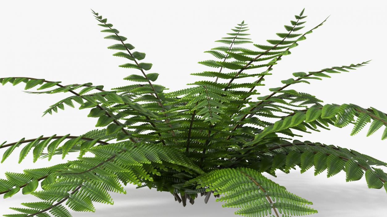 3D model Realistic Fern Plant