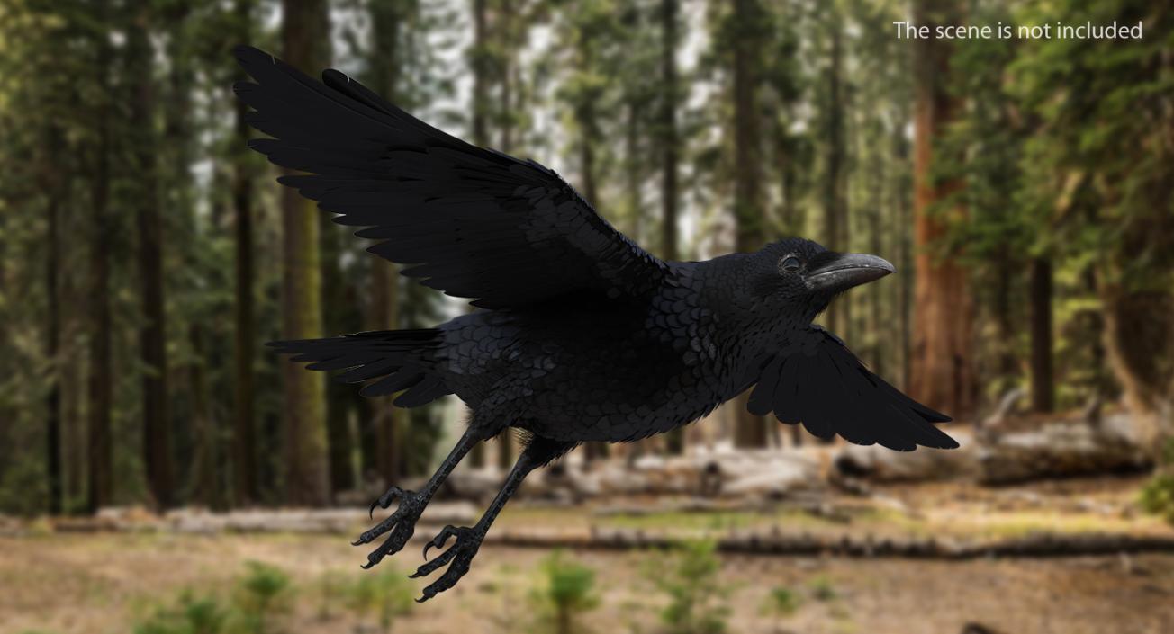 3D model Rigged Raven and Sparrow 3D Models Collection