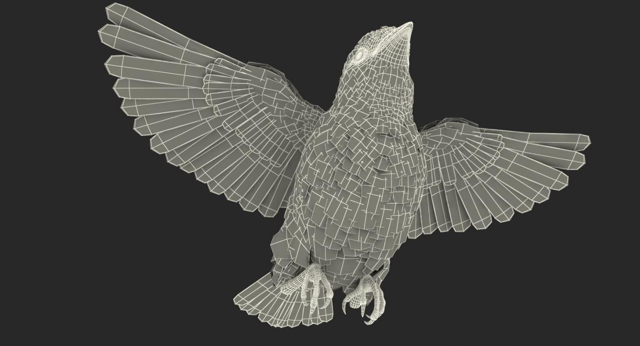 3D model Rigged Raven and Sparrow 3D Models Collection