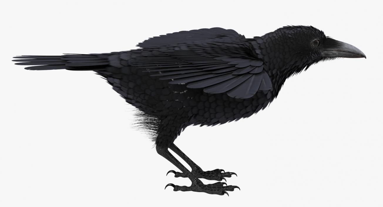 3D model Rigged Raven and Sparrow 3D Models Collection