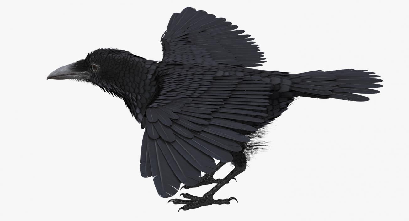 3D model Rigged Raven and Sparrow 3D Models Collection