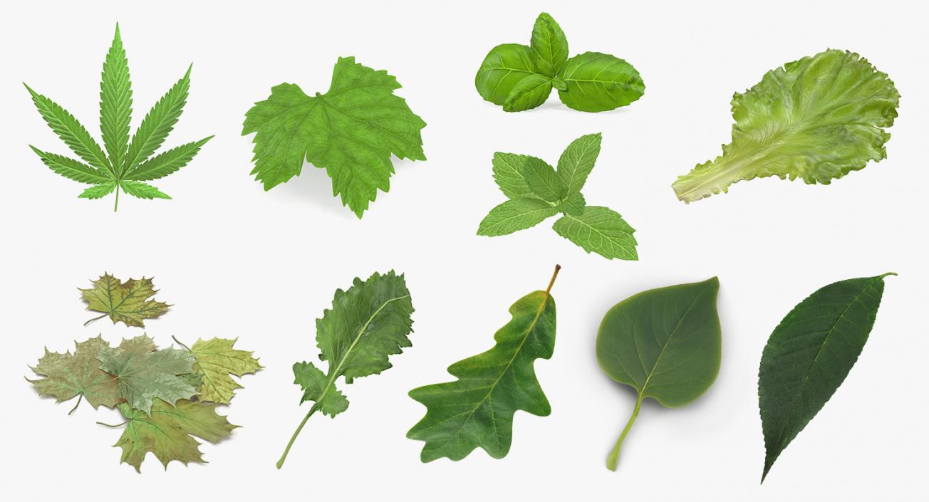 Leaves Collection 6 3D model