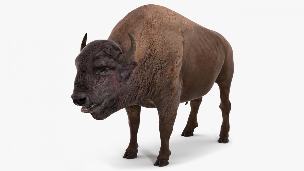 American Bison Bull 3D model