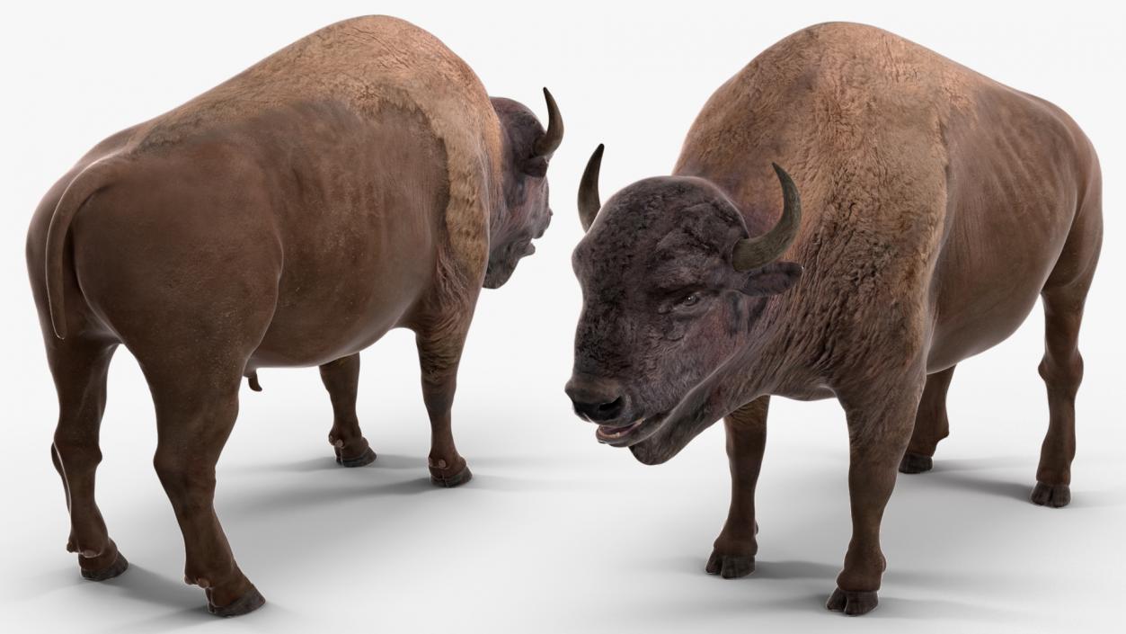 American Bison Bull 3D model