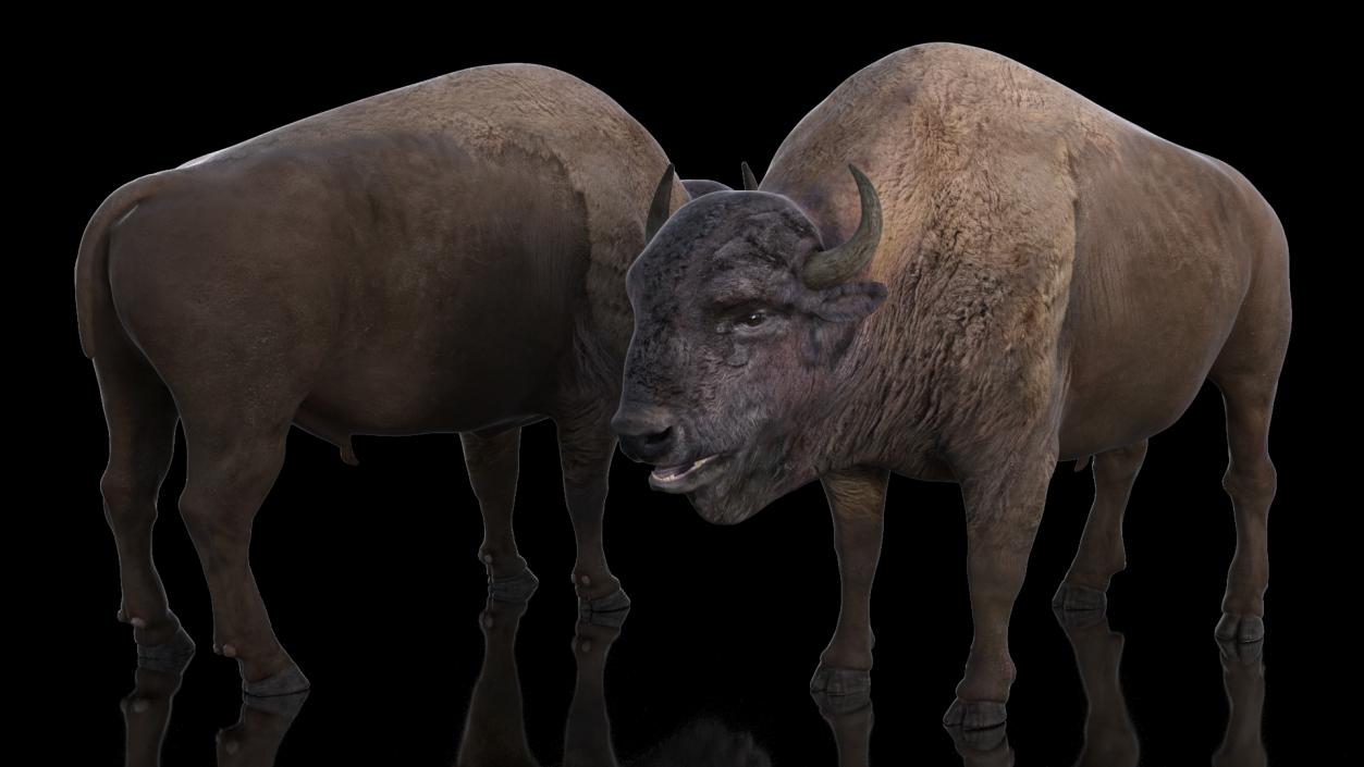 American Bison Bull 3D model