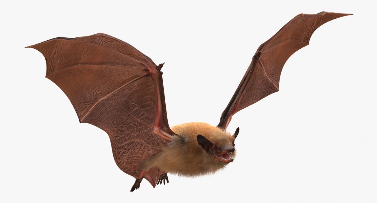 Bat with Fur Rigged 3D model