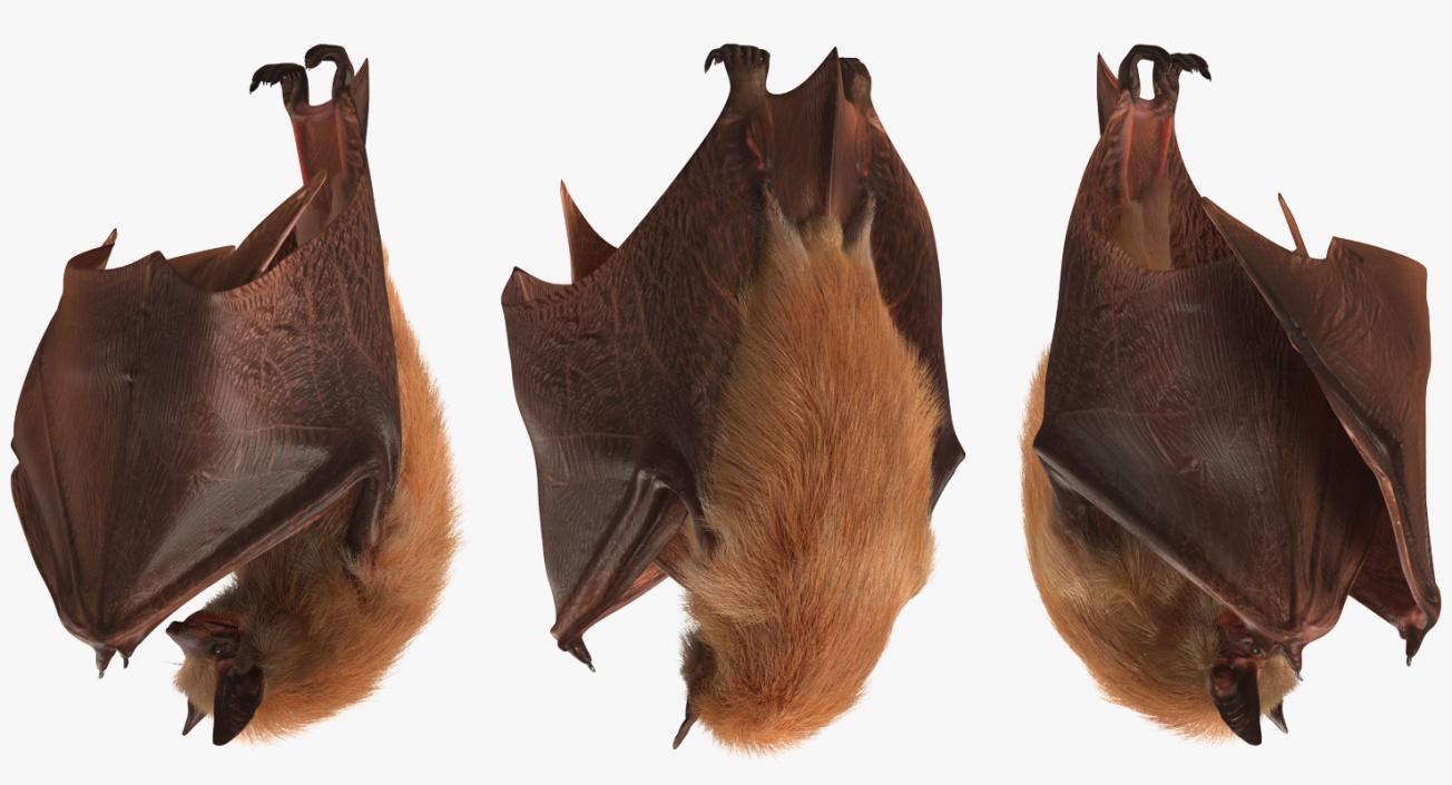 Bat with Fur Rigged 3D model