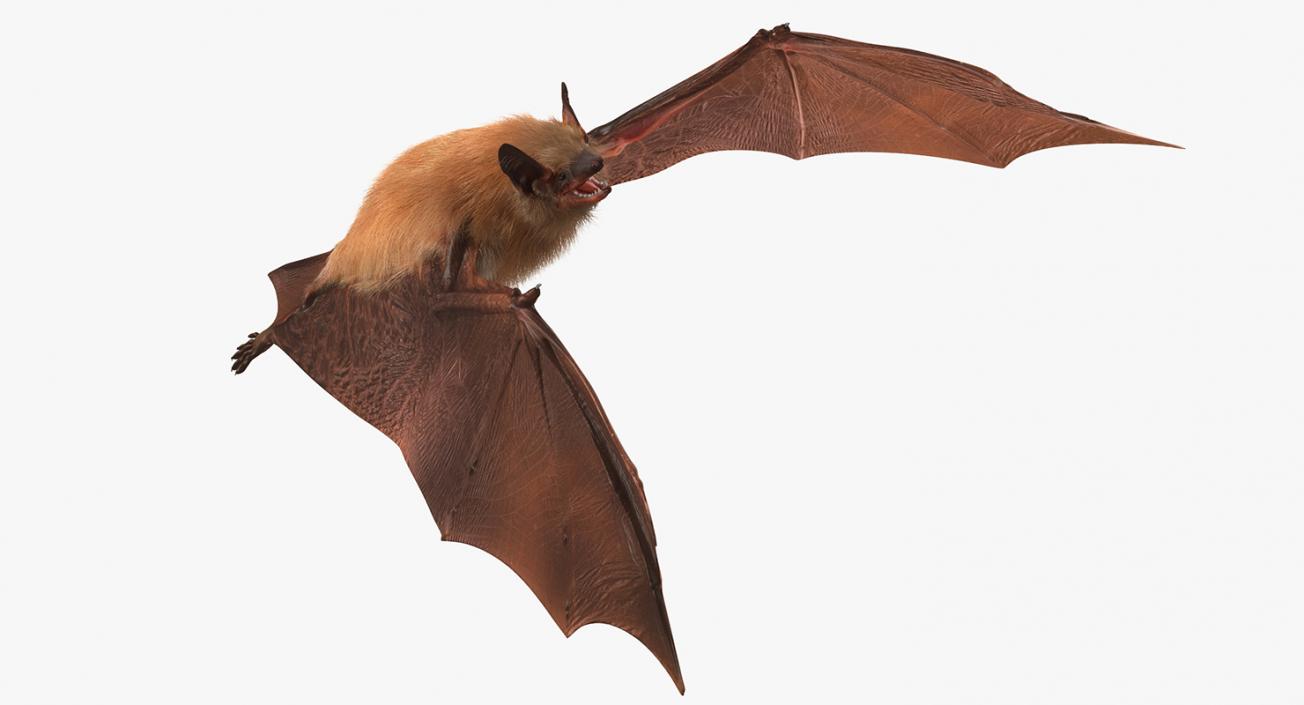 Bat with Fur Rigged 3D model