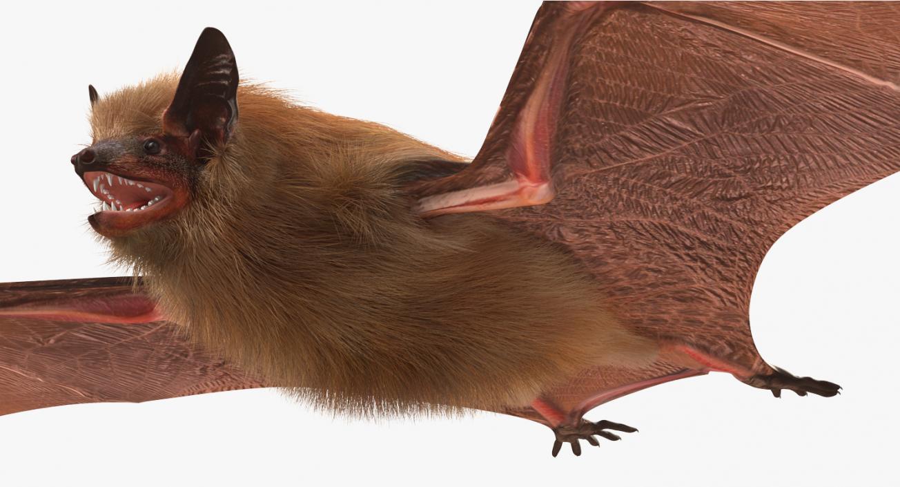 Bat with Fur Rigged 3D model